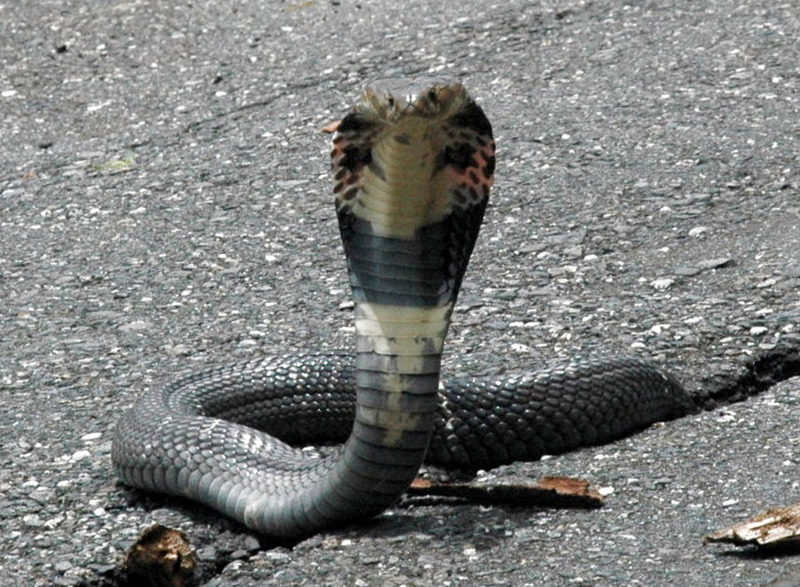 台湾ミニ百科（2019-06-26）夏の蛇に要注意！