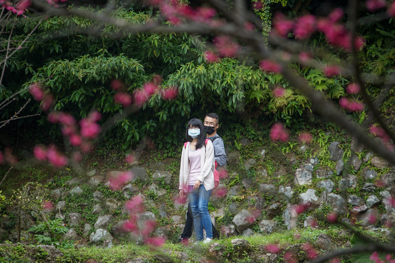 GO GO台湾 - 2020-02-15 桜の季節到来！