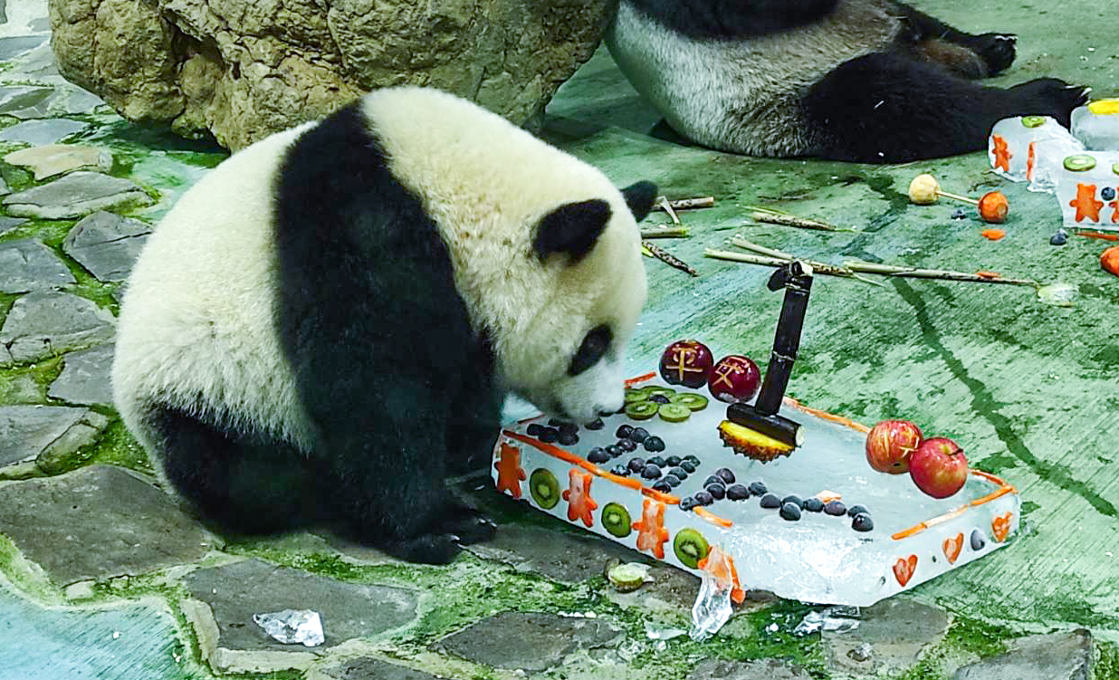 よもやま台湾 - 2021-06-29_台北市立動物園のジャイアントパンダ「圓宝」、6/28一歳を祝う