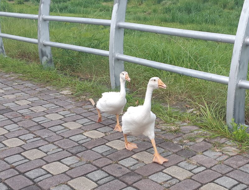 ミュージックステーション