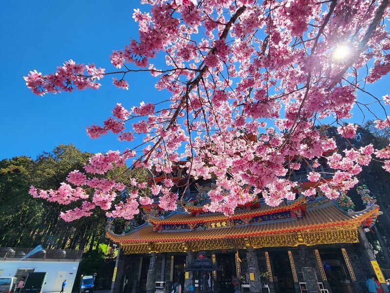 文化の台湾 - 2025-03-14_白色情人節&春分
