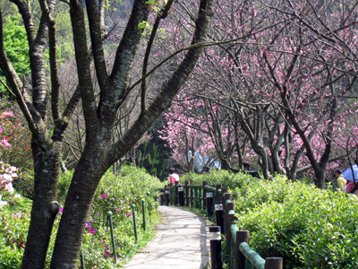 宝島再発見（20158/02/07）前半　台湾でお花見♪♪陽明山花季（フラワーフェス）