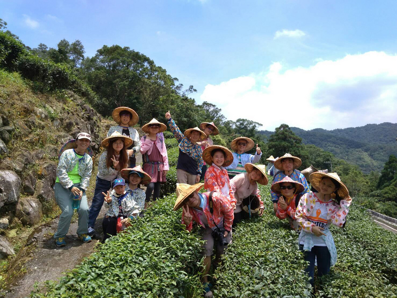 よもやま台湾（2017/10/24)　猛暑、新北市の秋茶の生産量が5割減少