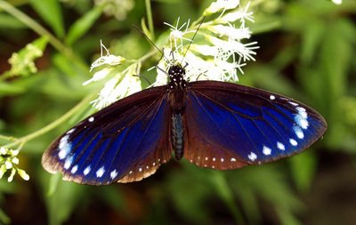 渡り「チョウ」紫斑蝶が北上、台湾春の絶景 - ニュース - Rti