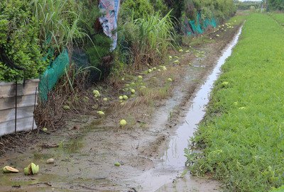 スイカ、豪雨被害額707万元に