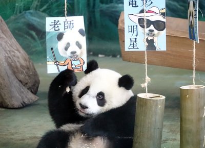 1歳になった「圓仔」は小悪魔？