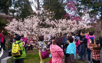 阿里山花見シーズン、3/10に開始