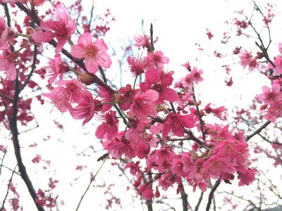 陽明山の秘湯・日月池、年内に一般開放