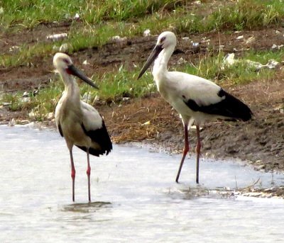 澎湖にコウノトリ飛来、愛好家が興奮