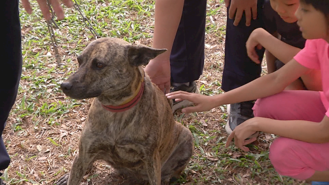 野良犬の成功法則 苦しく