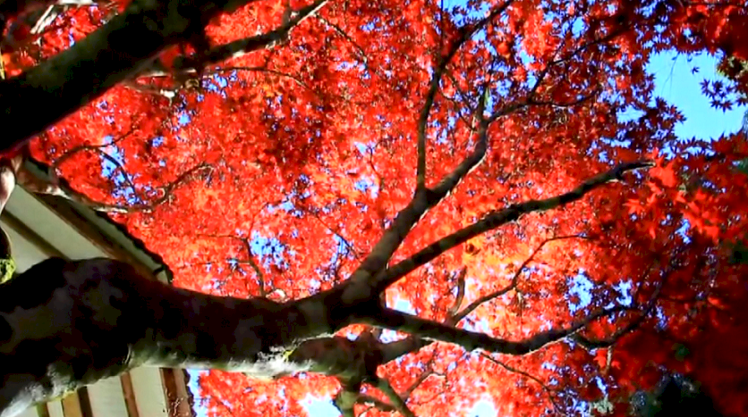 南投 杉林渓 紅葉の絶景が12月まで ニュース Rti 台湾国際放送