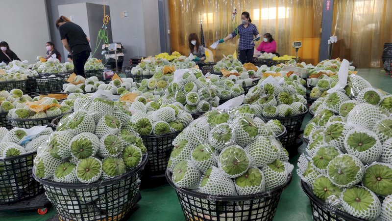 中国が台湾産釈迦頭と蓮霧の輸入を停止、農委会「WTOに提訴」