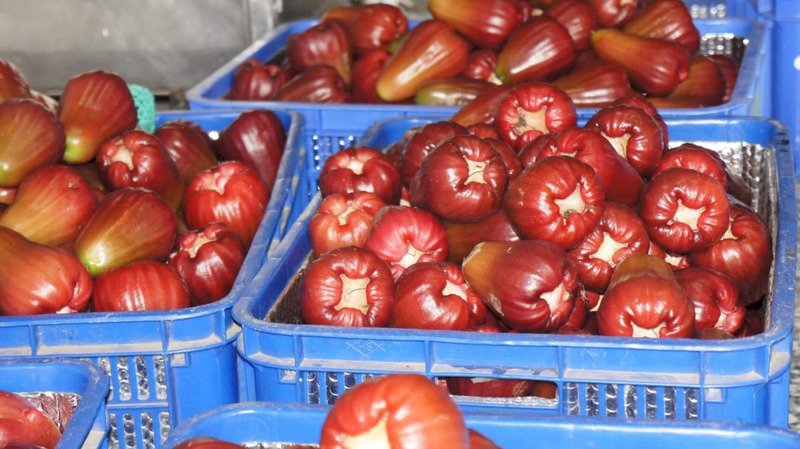 もうすぐ収穫期を迎える、高雄市六亀区産のレンブ「蜜風鈴」は、あっさりした甘みと、果汁が多いことが特徴。ところで、中国大陸は、害虫の「コナカイガラムシ」を複数回検出したことを理由に、20日から台湾産釈迦頭(バンレイシ)と蓮霧(レンブ)の輸入を一時停止している。(写真:高雄市役所、CNA)