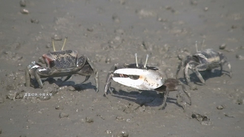 台湾固有種のカニ、絶滅の危機に瀕している - ニュース - Rti 台湾国際放送