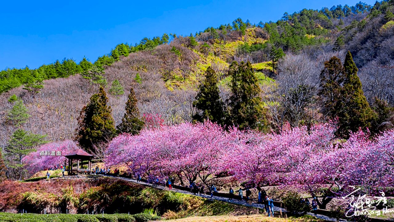 台中武陵農場、桜フェス時期の宿泊予約わずか5分で満室