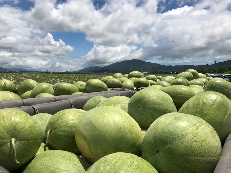 毎年の5月と6月は、東部・花蓮の大きなスイカの収穫期。花蓮県で栽培されている大きなスイカの多くは、「華宝西瓜」という品種。一個の重さは、平均25から28台斤(約15キログラムから16.8キログラム。一台斤は600グラム)。第一陣は、5月中旬から下旬に出荷され、生産期は約一ヶ月。(写真:CNA)