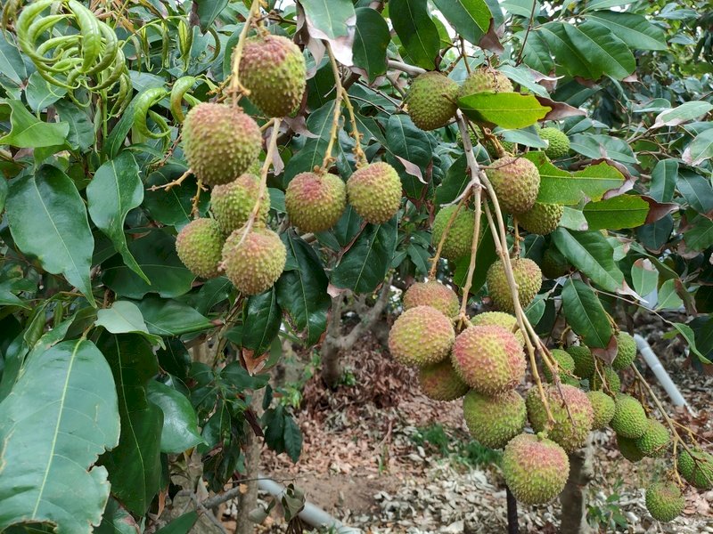 台湾で最も早い！屏東県恆春鎮のライチ「玉荷包」出荷