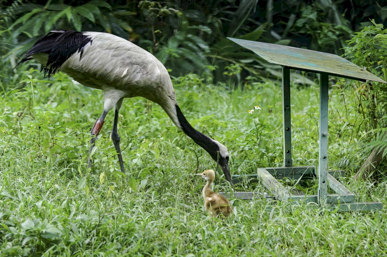 台北市立動物園では再び新しい命が誕生した。台北市立動物園は、日本の北海道釧路市動物園からやってきたタンチョウの「KIKA」と「BIG」は来台11年後、今年ついに繁殖に成功したと発表した。写真は、タンチョウの親子。(写真:台北市立動物園提供)