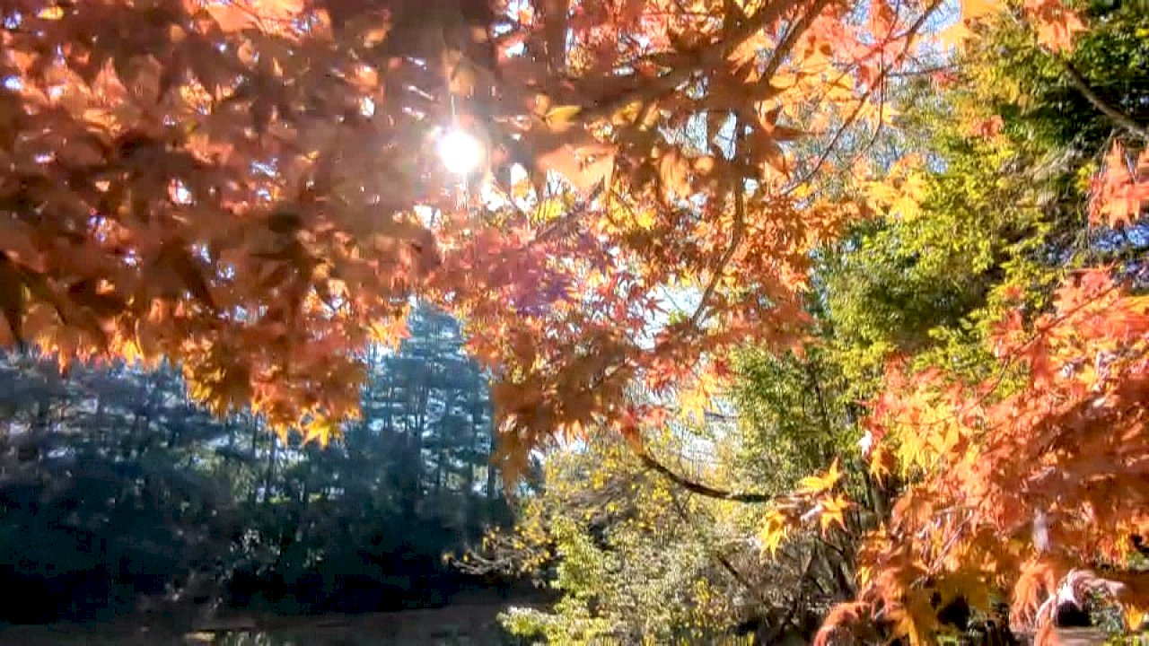 秋到来！福壽山の楓が色づき始める