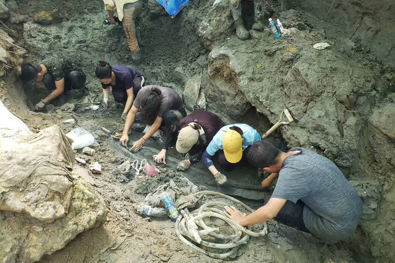 台湾史上で最も完全な形のクジラ化石が出土、今から8万5000年