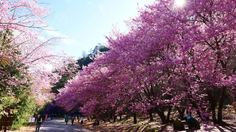 武陵農場　今年の桜まつりは5日早く