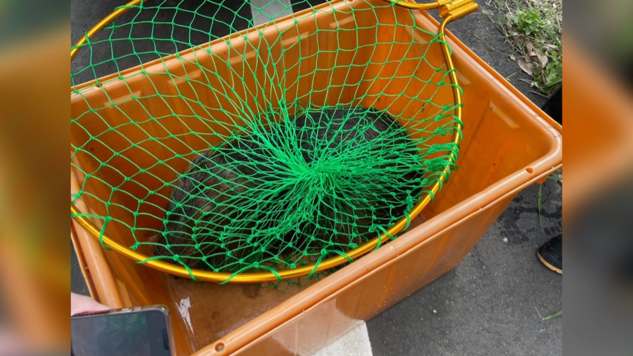北部・新竹県新豊郷の崁頭川で、地元住民が飼育していたカピバラ2頭が逃げ出した。1頭は付近の川で発見され、3時間かけて確保したものの、もう1頭のオスのカピバラは未だ行方不明となっている。(写真:RTI) 北部・新竹県新豊郷の崁頭川で、地元住民が飼育していたカピバラ2頭が逃げ出した。1頭は付近の川で発見され、3時間かけて確保したものの、もう1頭のオスのカピバラは未だ行方不明となっている。(写真:RTI)