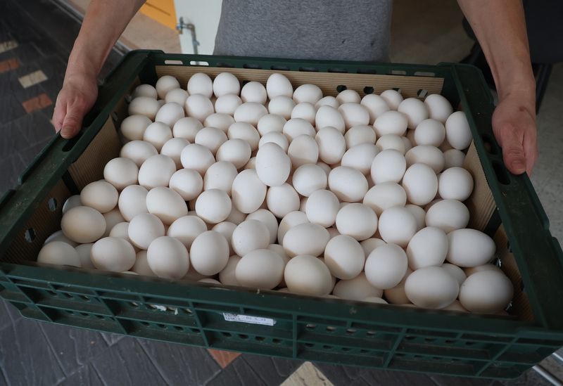 新学期に向け鶏卵の在庫放出へ 農業部：出庫調整は可能