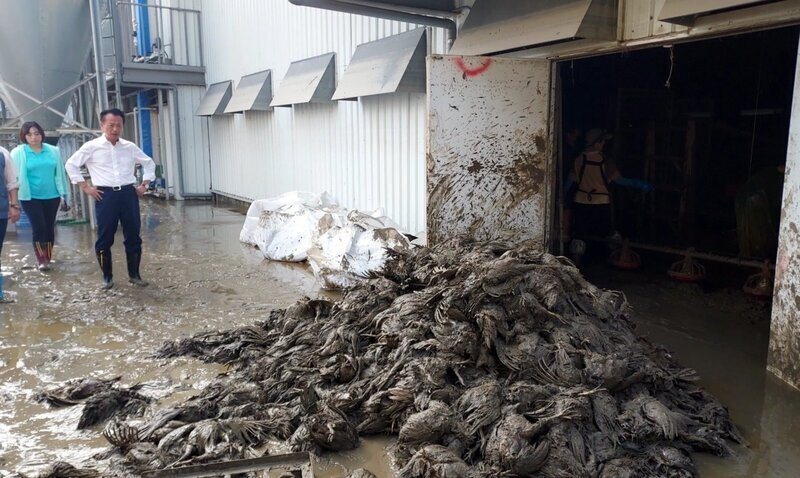 10日の大規模な豪雨が台湾中南部・嘉義県の農産物と畜産業に大きな被害をもたらしている。(写真:CNA) 10日の大規模な豪雨が台湾中南部・嘉義県の農産物と畜産業に大きな被害をもたらしている。(写真:CNA)