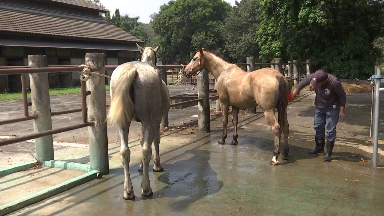 台中后里馬場で2年間に9頭の馬が死亡、台中市：高齢で自然死