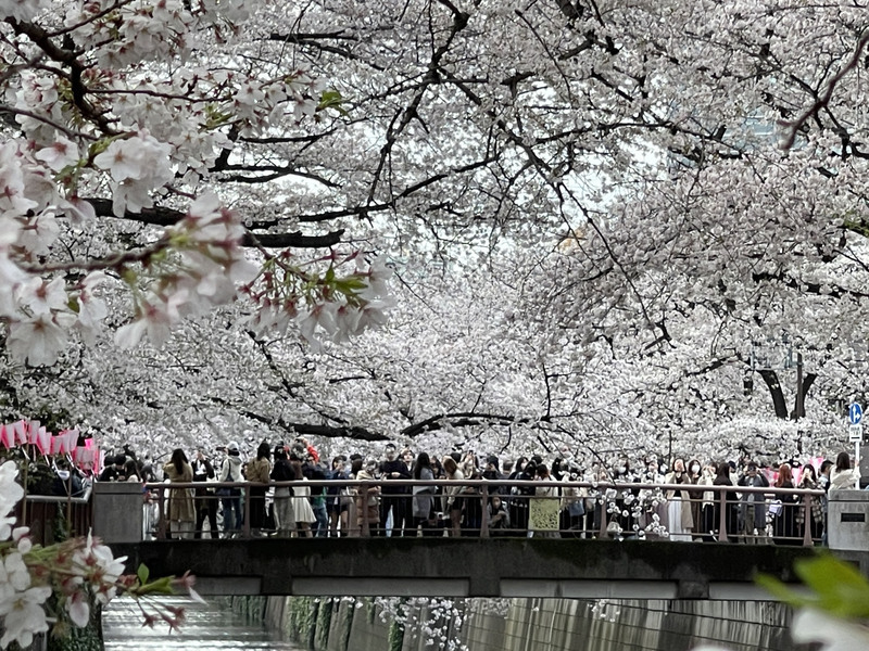 日本気象協会が桜開花予想を発表、東京と高知は3/19 - ニュース 日本気象協会が桜開花予想を発表、東京と高知は3/19 - ニュース