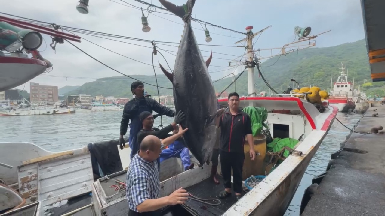 台湾北東部・宜蘭県蘇澳の南方澳漁港で15日、今季最初のクロマグロが水揚げされたとの朗報が伝えられた。（写真：RTI）