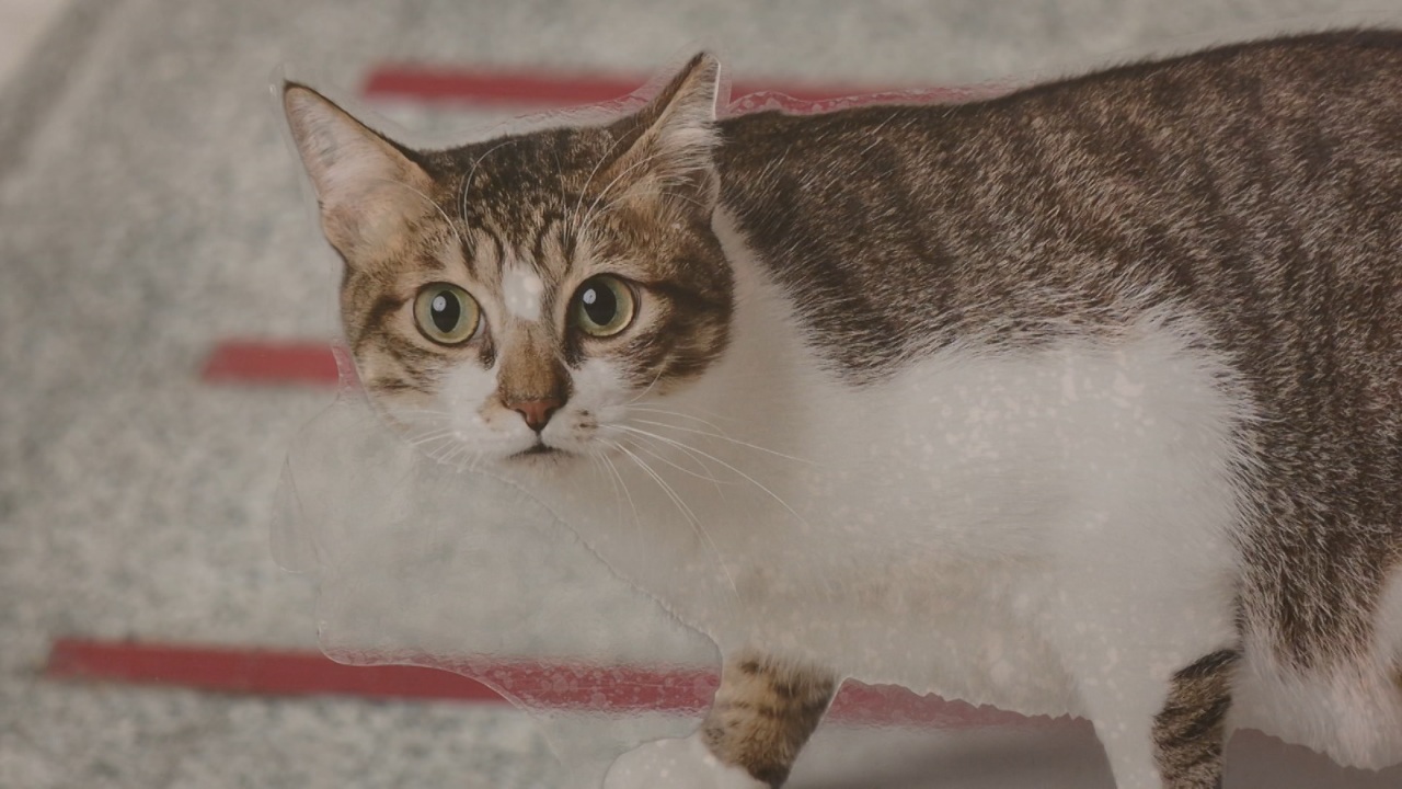 台湾でも「猫の日」商戦が活況、コンビニの入口に巨大猫も登場