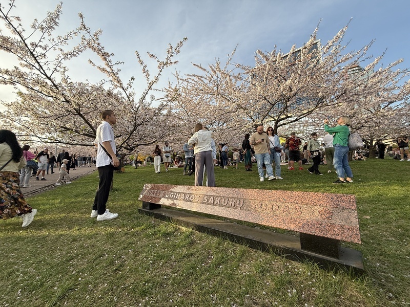 リトアニア・杉原サクラ公園の桜が見頃　背後に秘められた人道の物語